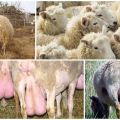 Types et symptômes de mammite chez les moutons, traitement à domicile et prévention