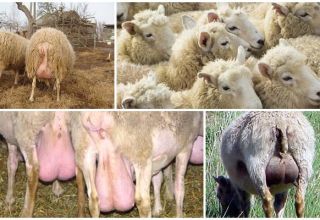 Types and symptoms of mastitis in sheep, home treatment and prevention