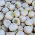 Rules for storing turnips for the winter in an apartment or cellar, how to freeze a vegetable