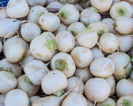 Règles de conservation des navets pour l'hiver dans un appartement ou une cave, comment congeler un légume