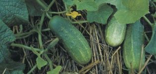 Paglalarawan ng mga pipino varieties Lukhovitskie, mga katangian at paglilinang