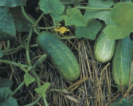 Paglalarawan ng mga pipino varieties Lukhovitskie, mga katangian at paglilinang