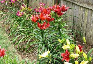 Why do you need to transplant lilies to another place and when is it better to do it