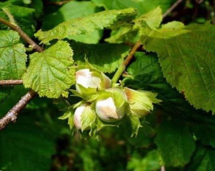 Description and characteristics of Trebizond hazelnuts, cultivation subtleties