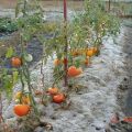 Règles pour la culture de tomates en Sibérie et les meilleures variétés pour les conditions difficiles