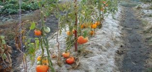 Peraturan untuk menanam tomato di Siberia dan jenis terbaik untuk keadaan yang keras