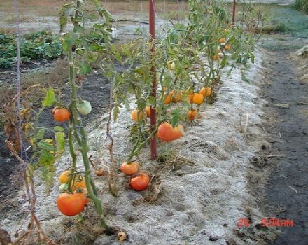 Règles pour la culture de tomates en Sibérie et les meilleures variétés pour les conditions difficiles