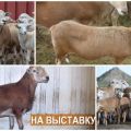 Descrierea și caracteristicile oilor din rasa Katum, caracteristicile conținutului