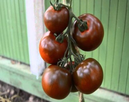 Caractéristiques et description de la variété de tomate Kumato, son rendement