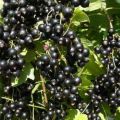 Description and characteristics of black currant varieties Hercules, planting and care