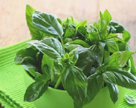 Useful properties and contraindications of basil for the human body