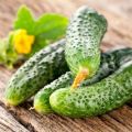 Cultivation, characteristics and description of the cucumber variety Parisian gherkin