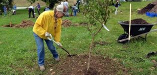 When and how to properly transplant an apricot to a new place and tree care rules