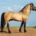 Description and characteristics of the Vyatka horse breed and features of the content