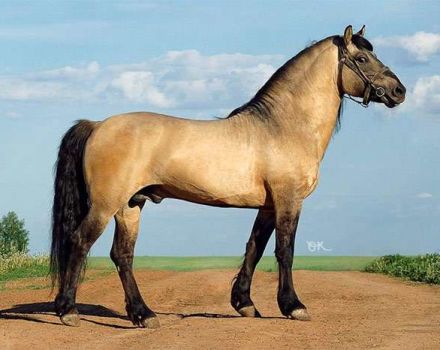 Descripción y características de la raza de caballos Vyatka y características del contenido.