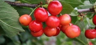 Description et histoire d'origine des variétés de cerises Ptichya, caractéristiques d'application et d'entretien