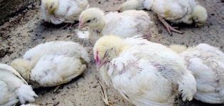 Symptoms and methods of treatment of salmonellosis in chickens, disease prevention