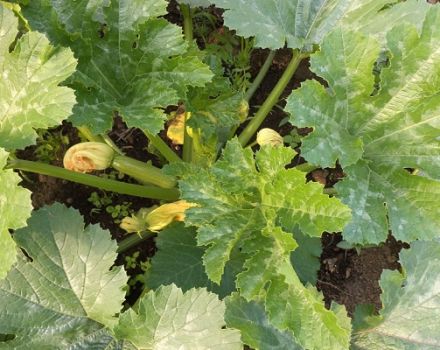 Description des maladies des courgettes en plein champ, traitement et contrôle de celles-ci