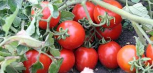 Características y descripción de la variedad de tomate Countryman, su rendimiento