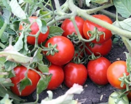 Egenskaber og beskrivelse af tomatsorten Countryman, dens udbytte