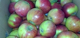 Characteristics of the variety of apple trees Rossoshanskoye Polosate, description of subspecies and yield