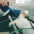 Pros and cons of artificial insemination of rabbits and how to carry it out correctly