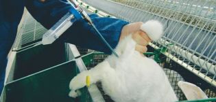 Pros and cons of artificial insemination of rabbits and how to carry it out correctly