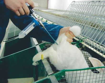 Pros and cons of artificial insemination of rabbits and how to carry it out correctly