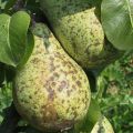 Causes of scab on a pear and methods of dealing with drugs and folk remedies