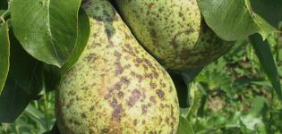 Causes of scab on a pear and methods of dealing with drugs and folk remedies