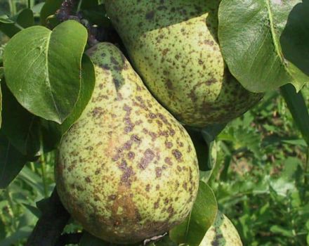 Causas de la costra en una pera y métodos para lidiar con drogas y remedios caseros.