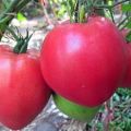 Ciri-ciri dan keterangan mengenai varieti tomato berat di Siberia, hasilnya