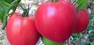 Características y descripción de la variedad de tomate Heavyweight de Siberia, su rendimiento