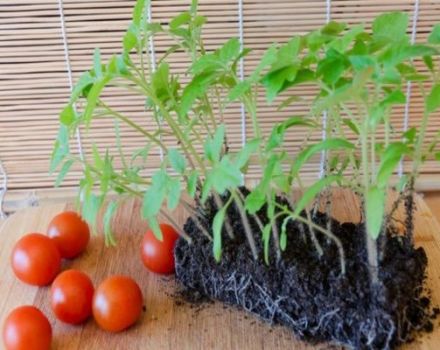 Caractéristiques et description de la variété de tomate Eupator, son rendement