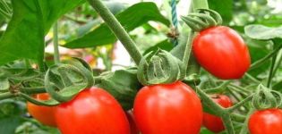 Description of the tomato variety Button, its characteristics and yield