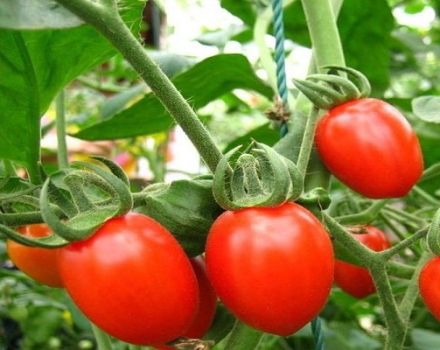 Description de la variété de tomate Button, ses caractéristiques et son rendement