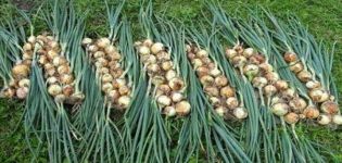 The timing of harvesting onions for storage in central Russia and the region