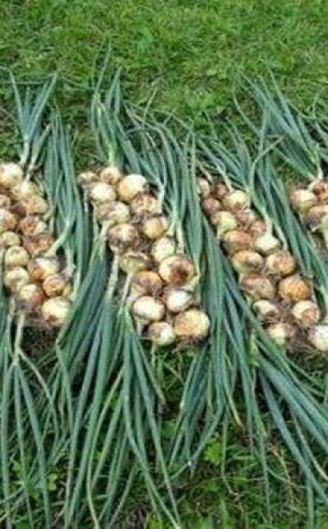 Masa penuaian bawang untuk penyimpanan di Rusia tengah dan rantau ini