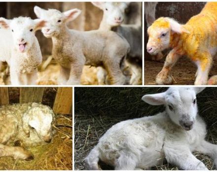 Causes and signs of white muscle disease in lambs, treatment and prevention