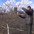 How to properly cut cherry plum in summer, spring and autumn, crown formation diagram