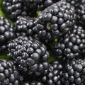 Descripción de las mejores variedades de moras sin espárragos, plantación, cultivo y cuidado.