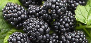 Description of the best varieties of thornless blackberries, planting, growing and care