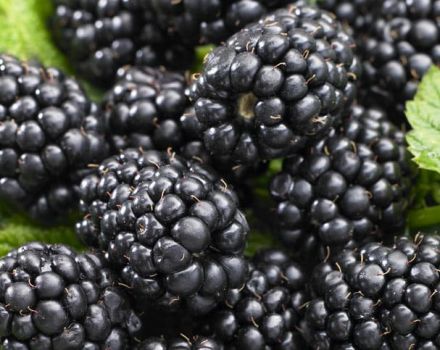 Description of the best varieties of thornless blackberries, planting, growing and care