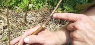 Methods for grafting hazelnuts on a bear nut, timing and features