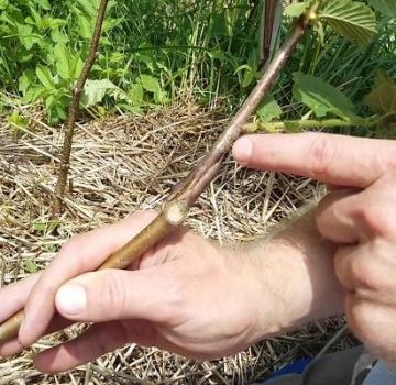 Methods of grafting hazelnuts on a bear nut, terms and features