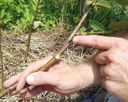 Methods of grafting hazelnuts on a bear nut, terms and features