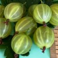 Description and characteristics of the gooseberry variety Malachite, planting and care