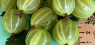 Description and characteristics of the gooseberry variety Malachite, planting and care