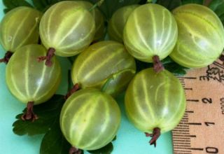 Description and characteristics of the gooseberry variety Malachite, planting and care