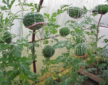 How to grow watermelons in a polycarbonate greenhouse, planting and care, formation scheme